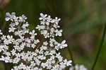 American wild carrot